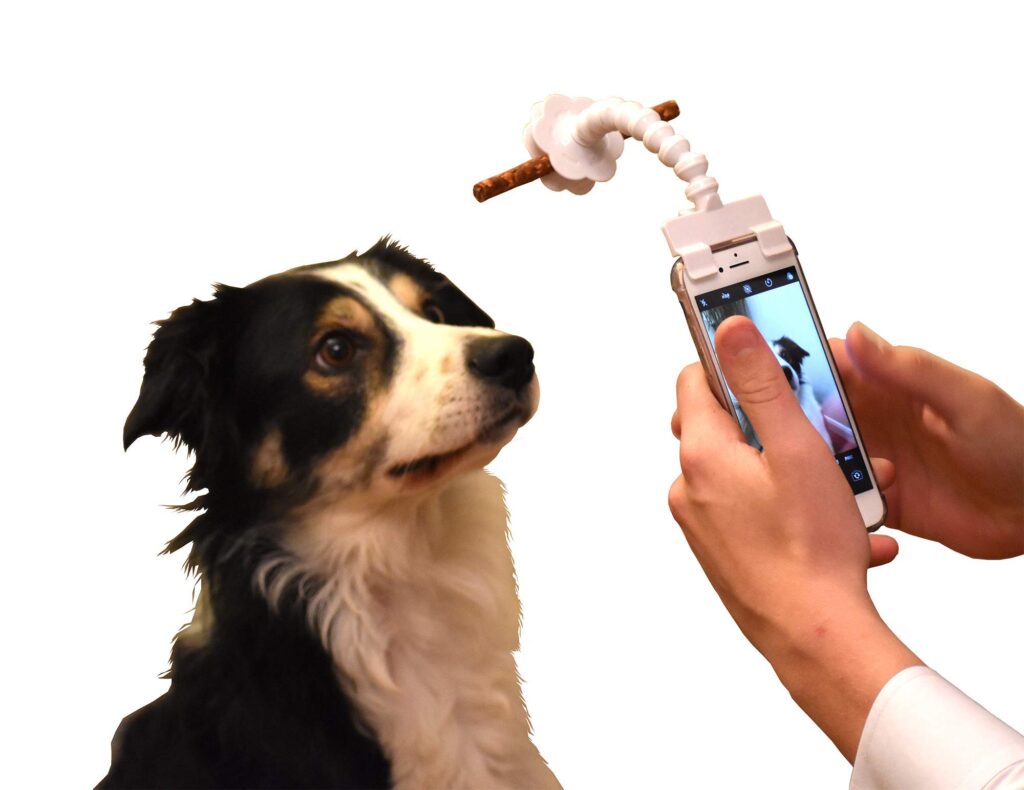 dog getting clicked with a dog selfie stick