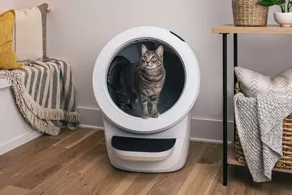 cat in a smart litter box