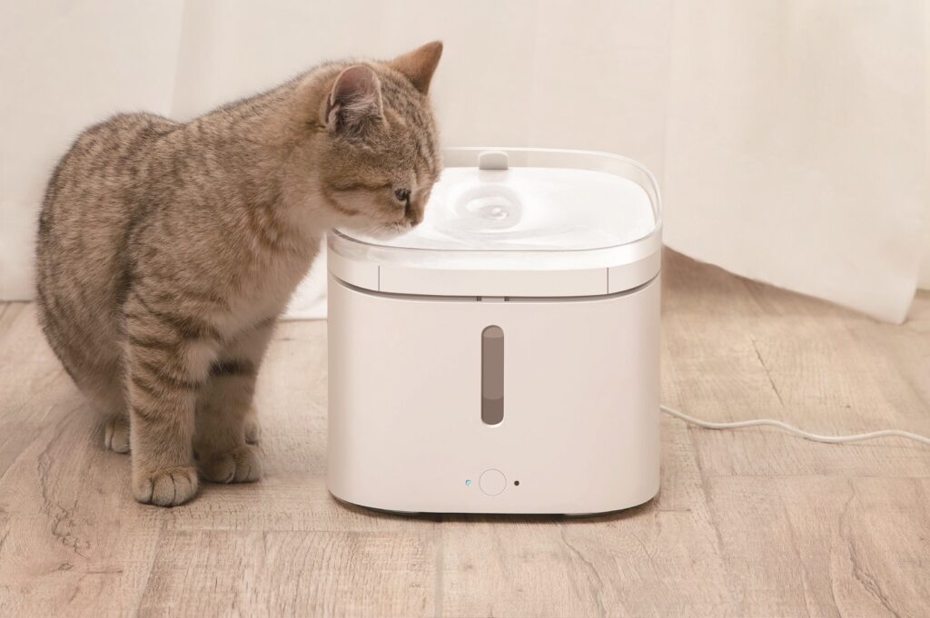 cat drinking water from a smart water fountain